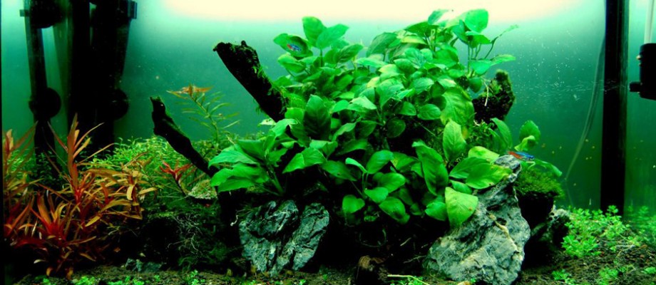 How To Set Up Your Own Fresh Water Nature Aquarium