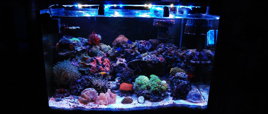 4 Essential Things To Know About Salt Water Aquarium