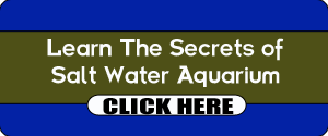 Salt Water Aquarium