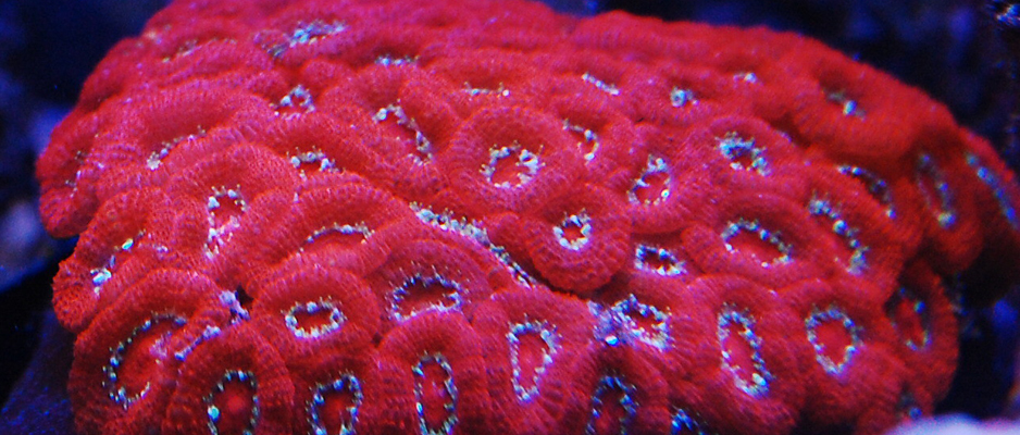 Micromussa sp