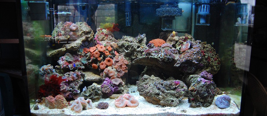 Saltwater Aquarium Setup