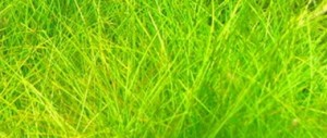 Dwarf Hairgrass | Elocharis acicularis