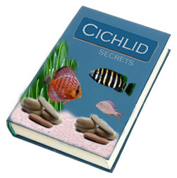 Cichlid Guide