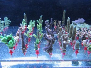 coral fragging
