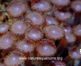 Zoanthid Picture