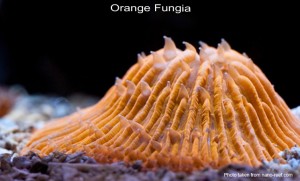 Orange Fungia