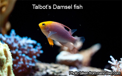Talbot's Damsel Fish